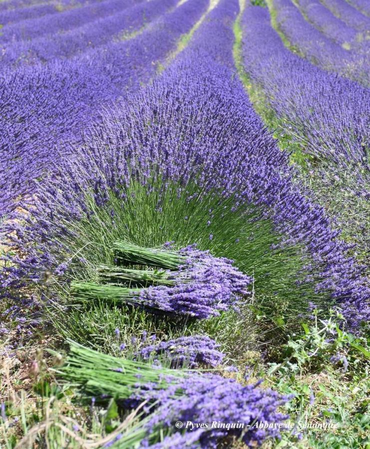 Entre Ventoux Et Luberon Chambre D'Hote Sault-de-Vaucluse Exteriér fotografie