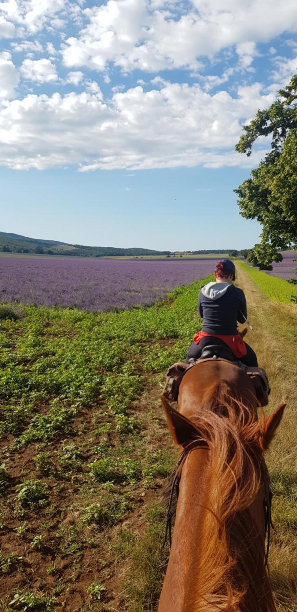 Entre Ventoux Et Luberon Chambre D'Hote Sault-de-Vaucluse Exteriér fotografie